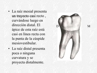 • La raíz mesial presenta
un trayecto casi recto ,
curvándose luego en
dirección distal. El
ápice de esta raíz está
casi en línea recta con
la punta de la cúspide
mesiovestibular.
• La raíz distal presenta
poca o ninguna
curvatura y se
proyecta distalmente.
M
D
 