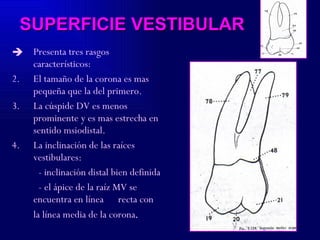 SUPERFICIE VESTIBULAR Presenta tres rasgos característicos: El tamaño de la corona es mas pequeña que la del primero. La cúspide DV es menos prominente y es mas estrecha en sentido msiodistal. La inclinación de las raíces vestibulares: - inclinación distal bien definida - el ápice de la raíz MV se encuentra en línea  recta con la línea media de la corona . 