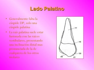 Lado Palatino Generalmente falta la cúspide DP, solo una cúspide palatina La raíz palatina suele estar fusionada con las raíces vestibulares, presentando una inclinación distal mas pronunciada de la de cualquiera de los otros molares 