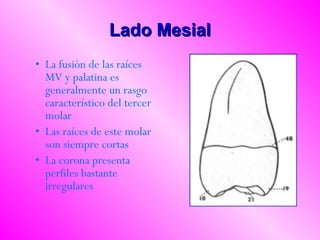 Lado Mesial La fusión de las raíces MV y palatina es generalmente un rasgo característico del tercer molar Las raíces de este molar son siempre cortas La corona presenta perfiles bastante irregulares  