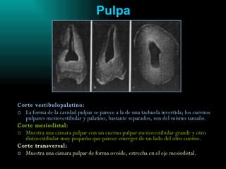 Pulpa Corte vestibulopalatino: La forma de la cavidad pulpar se parece a la de una tachuela invertida; los cuernos pulpares mesiovestibular y palatino, bastante separados, son del mismo tamaño. Corte mesiodistal: Muestra una cámara pulpar con un cuerno pulpar mesiovestibular grande y otro distovestibular muy pequeño que parece emerger de un lado del otro cuerno. Corte transversal: Muestra una cámara pulpar de forma ovoide, estrecha en el eje mesiodistal.   