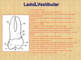 Lado  Vestibular Dos cúspides MV y DV La cúspide MV es ligeramente mas ancha que la VD  Las dos cúspides están separadas por un surco vestibular y termina en la parte media de la superficie V Las vertientes de las cúspides DV están mas inclinadas en comparación a la cúspide MV  El ápice de la cúspide MP visible en el fondo se encuentra casi sobre la misma línea del  surco vestibular  Los perfiles M y D son bastante diferentes en el primer molar  El perfil M presenta una convexidad marcada en su tercio apical y medio  El área de contacto situada en la parte mas convexa correspondiente aproximadamente a los tres cuartos de la distancia entre la línea cervical  y la cresta marginal El tercio cervical del perfil M es relativamente plano  El perfil D es totalmente convexo desde cervical hasta la cresta marginal  Altura de contorno hacia cervical  La línea cervical esta formada por dos segmentos ligeramente curvos que separan la parte media de la superficie vestibular un pico agudo dirigido hacia apical  La superficie vestibular presenta una convexidad prominente en su tercio cervical y es relativamente plano en los tercios medio y oclusal  La parte D presenta una convexidad uniforme en sentido oclusocervical  Se pueden ver las tres raíces desde vestibular 