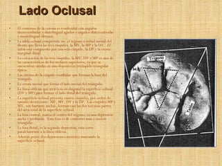 Lado Oclusal El contorno de la corona es romboidal con ángulos mesovestibular y distolingual agudos y ángulos distovestivular y mesiolingual obtusos. La tabla oclusal comprende en:  el trígono  o mitad mesial del diente que lleva las tres cúspides, la MV, la MP y la DV.  El talón  está compuesto por una sola cúspide, la DP y la cresta marginal distal. La colocación de las tres cúspides, la MV, DV y MP es una de las características de los molares superiores, ya que se encuentran unidas en una disposición tricúspide-triangular típica: Las crestas de la cúspide vestibular que forman la base del triángulo. La cresta mesial que forma el lado mesial del triángulo. La línea oblicua que atraviesa en diagonal la superficie oclusal (DV y MP) para formar el lado distal del triángulo. La superficie oclusal presenta cuatro cúspides, por orden de tamaño decreciente: MP, MV, DV y la DP.  Las cúspides MP y MV, son bastante anchas, forman casi las dos terceras partes del área total de la superficie oclusal. La fosa central, marca el centro del trígono, es una depresión ancha y profunda.  Esta fosa es de contorno más o menos triangular. La fosa distal, es la segunda depresión, esta corre paralelamente a la línea oblicua. Además posee dos depresiones menores marcando la superficie oclusal.   