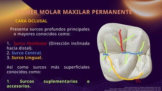 Comprehensive Anatomy and Occlusion of Maxillary Molars | PPTX