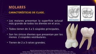 Comprehensive Anatomy and Occlusion of Maxillary Molars | PPTX