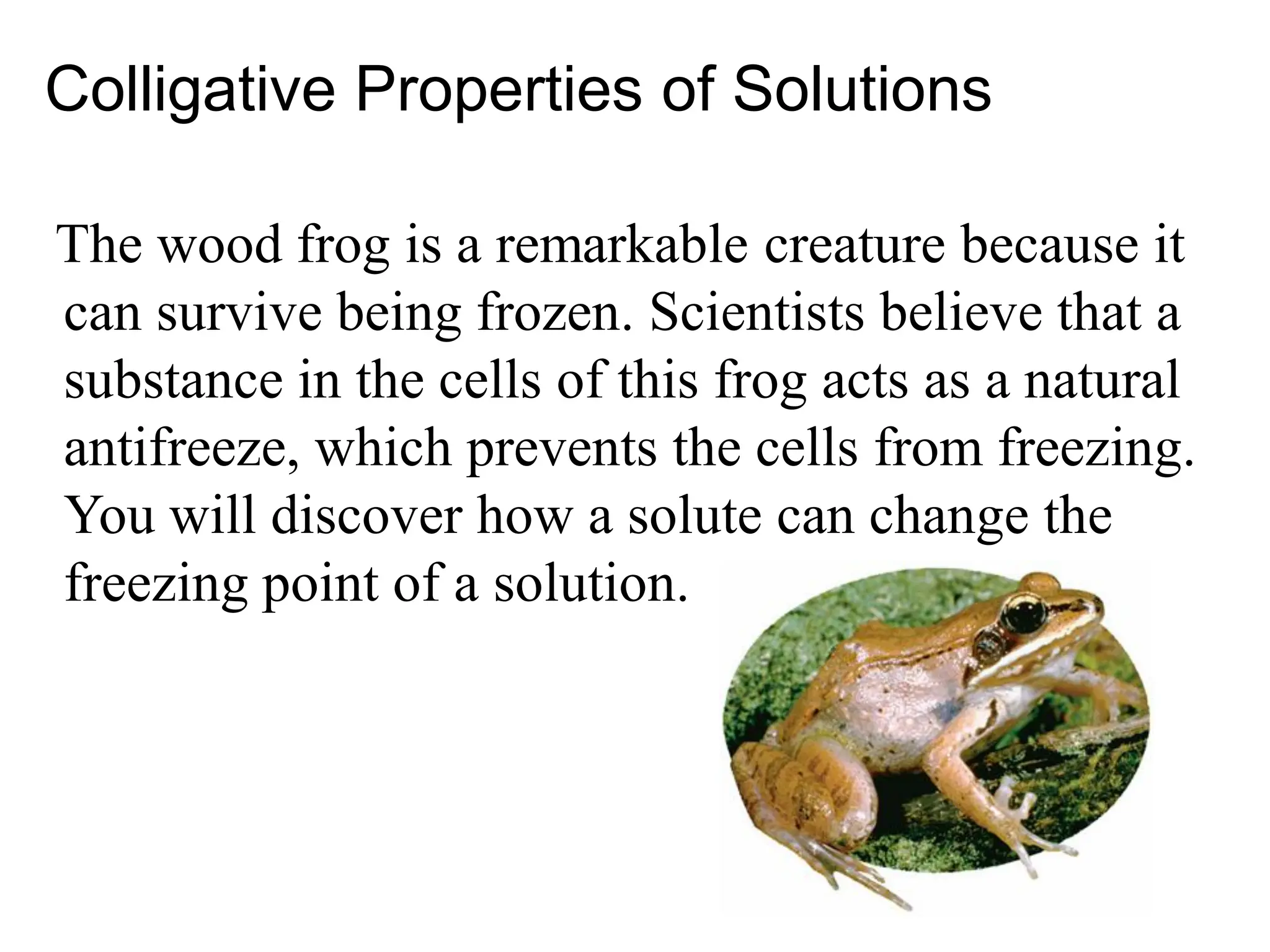 Colligative Properties of Solutions
The wood frog is a remarkable creature because it
can survive being frozen. Scientists believe that a
substance in the cells of this frog acts as a natural
antifreeze, which prevents the cells from freezing.
You will discover how a solute can change the
freezing point of a solution.
 