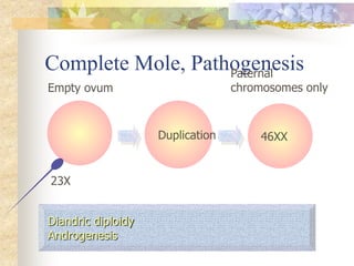 Complete Mole, Pathogenesis
Duplication 46XX
Empty ovum
23X
Diandric diploidy
Androgenesis
Paternal
chromosomes only
 
