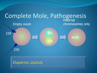 Complete Mole, Pathogenesis
46XX
Empty ovum
23X
Dispermic diploidy
Paternal
chromosomes only
23X 23X
23X
 