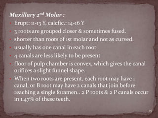 Maxillary 2nd Molar :
• Erupt: 11-13 Y, calcfic.: 14-16 Y
• 3 roots are grouped closer & sometimes fused.
• shorter than roots of 1st molar and not as curved.
• usually has one canal in each root
• 4 canals are less likely to be present
• floor of pulp chamber is convex, which gives the canal
orifices a slight funnel shape.
• When two roots are present, each root may have 1
canal, or B root may have 2 canals that join before
reaching a single foramen.. 2 P roots & 2 P canals occur
in 1.47% of these teeth.
19
 
