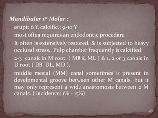 Mandibular 1st Molar :
• erupt: 6 Y, calcific.: 9-10 Y
• most often requires an endodontic procedure
• It often is extensively restored, & is subjected to heavy
occlusal stress.. Pulp chamber frequently is calcified.
• 2-3 canals in M root ( MB & ML ) & 1, 2 or 3 canals in
D root ( DB, DL, MD ).
• middle mesial (MM) canal sometimes is present in
develpmental groove between other M canals, but it
may only represent a wide anastomosis between 2 M
canals. ( incidence: 1% - 15%)
26
 