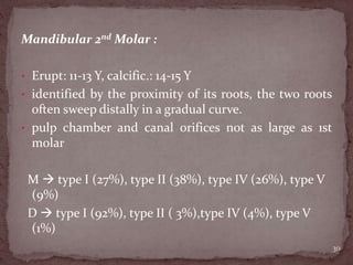 Mandibular 2nd Molar :
• Erupt: 11-13 Y, calcific.: 14-15 Y
• identified by the proximity of its roots, the two roots
often sweep distally in a gradual curve.
• pulp chamber and canal orifices not as large as 1st
molar
M  type I (27%), type II (38%), type IV (26%), type V
(9%)
D  type I (92%), type II ( 3%),type IV (4%), type V
(1%)
30
 