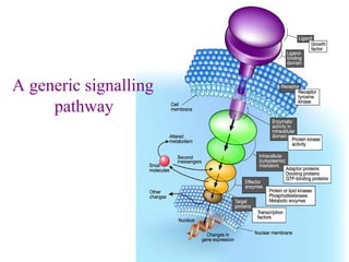 Molecular basis of Cancer | PPT