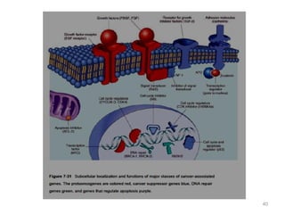 Molecular basis of Cancer | PPT