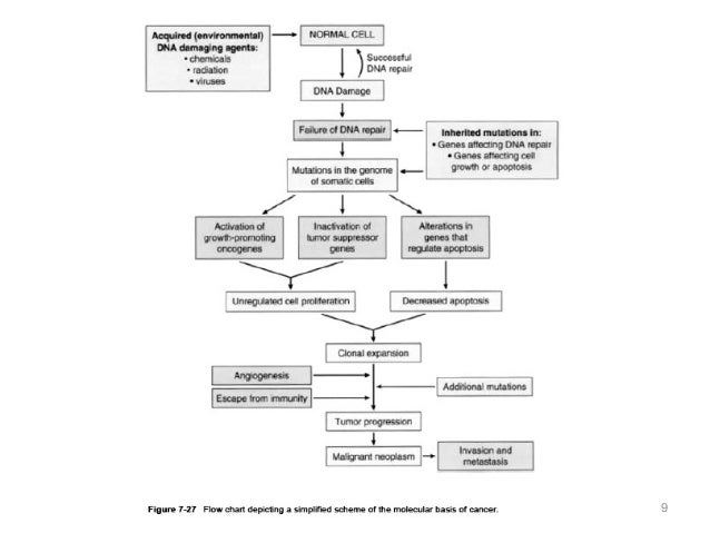 molecular basis of cancer essay Cellular / molecular basis: lung cancer has two types lung cancer essay - lung cancer is the most common cancer-related cause. molecular basis of cancer essay Cellular / molecular basis: lung cancer has two types lung cancer essay - lung cancer is the most common cancer-related cause.