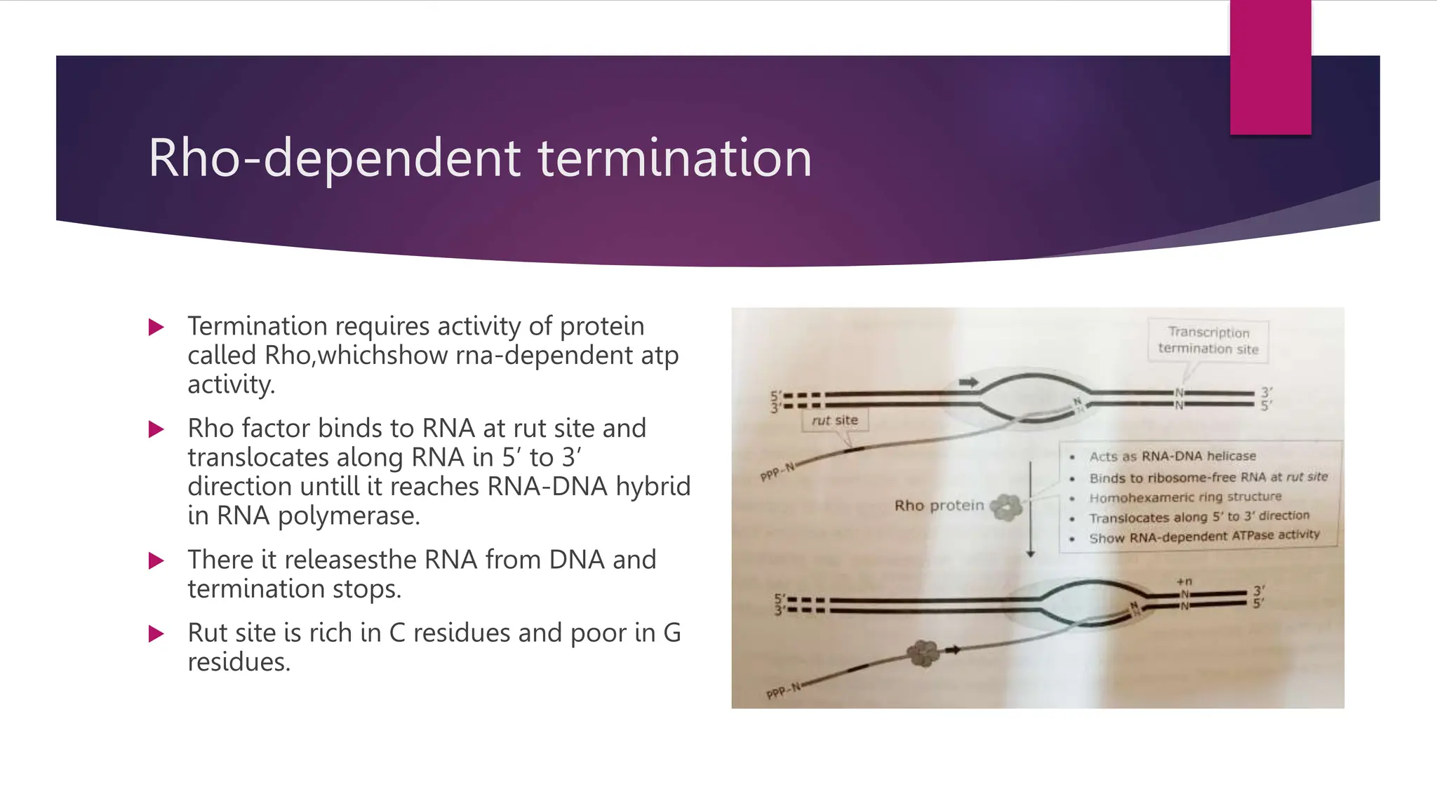 Transcription in Prokaryotes | PPTX