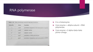 RNA polymerase
 It is a holoenzyme.
 Core enzyme + alhpha subunit = RNA
polymerase.
 Core enzyme =2 alpha+beta+beta
prime+omega .
 