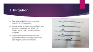 1. Initiation
 Sigma factor binds to the promotor
region(-10,-35) sequence.
 Core enzyme binds with sigma factor and
promotor sequence but dna is still
closed.This is called closed promotor
complex.
 Then holoenzyme unwinds the dna
Strands.Now this unwinded promotor is
called open promotor complex.
 