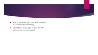 RNA polymerase gets bind with promotor
at -10 to start transcribing.
 Sigma fator is released so that the RNA
polymerase can go forward.
 