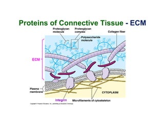 Proteins of Connective Tissue - ECM
 