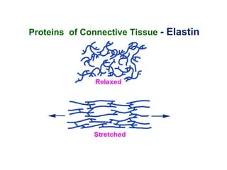 Proteins of Connective Tissue - Elastin
 
