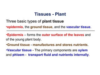 Tissues - Plant
Three basic types of plant tissue
•epidermis, the ground tissue, and the vascular tissue.

•Epidermis – forms the outer surface of the leaves and
of the young plant body.
•Ground tissue - manufactures and stores nutrients.
•Vascular tissue - The primary components are xylem
and phloem - transport fluid and nutrients internally.
 