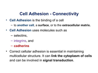 Cell Adhesion - Connectivity
• Cell Adhesion is the binding of a cell
   – to another cell, a surface, or to the extracellular matrix.
• Cell Adhesion uses molecules such as
   – selectins,
   – integrins, and
   – cadherins
• Correct cellular adhesion is essential in maintaining
  multicellular structure. It can link the cytoplasm of cells
  and can be involved in signal transduction.
 