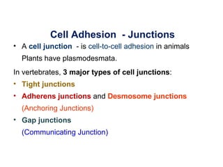 Cell Adhesion - Junctions
• A cell junction - is cell-to-cell adhesion in animals
  Plants have plasmodesmata.
In vertebrates, 3 major types of cell junctions:
• Tight junctions
• Adherens junctions and Desmosome junctions
  (Anchoring Junctions)
• Gap junctions
  (Communicating Junction)
 