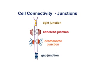 Cell Connectivity - Junctions
 