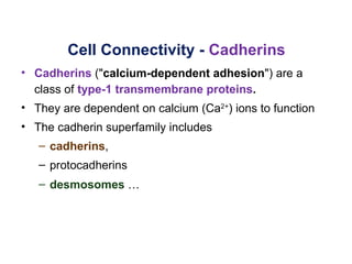 Cell Connectivity - Cadherins
• Cadherins ("calcium-dependent adhesion") are a
  class of type-1 transmembrane proteins.
• They are dependent on calcium (Ca2+) ions to function
• The cadherin superfamily includes
   – cadherins,
   – protocadherins
   – desmosomes …
 