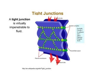 Tight Junctions
A tight junction
    is virtually
impenetrable to
       fluid.




         http://en.wikipedia.org/wiki/Tight_junction
 