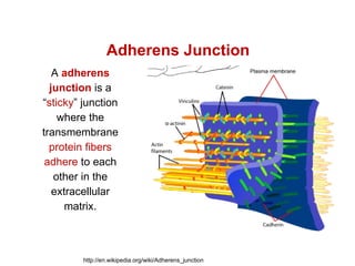 Adherens Junction
   A adherens
  junction is a
“sticky” junction
    where the
transmembrane
  protein fibers
 adhere to each
   other in the
   extracellular
      matrix.



         http://en.wikipedia.org/wiki/Adherens_junction
 