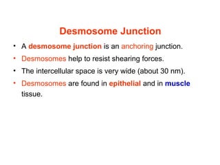Desmosome Junction
• A desmosome junction is an anchoring junction.
• Desmosomes help to resist shearing forces.
• The intercellular space is very wide (about 30 nm).
• Desmosomes are found in epithelial and in muscle
  tissue.
 