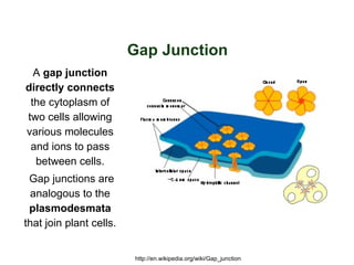 Gap Junction
  A gap junction
directly connects
 the cytoplasm of
two cells allowing
various molecules
 and ions to pass
  between cells.
 Gap junctions are
  analogous to the
 plasmodesmata
that join plant cells.


                         http://en.wikipedia.org/wiki/Gap_junction
 