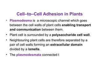 Cell–to–Cell Adhesion in Plants
• Plasmodesma is a microscopic channel which goes
  between the cell walls of plant cells enabling transport
  and communication between them.
• Plant cell is surrounded by a polysaccharide cell wall.
• Neighbouring plant cells are therefore separated by a
  pair of cell walls forming an extracellular domain
  divided by a lamella.
• The plasmodesmata connected t
 