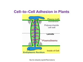 Cell–to–Cell Adhesion in Plants




        http://en.wikipedia.org/wiki/Plasmodesma
 