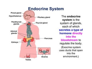 Endocrine System
               The endocrine
                system is the
              system of glands,
                each of which
             secretes a type of
             hormone directly
                   into the
               bloodstream to
             regulate the body.
              (Exocrine system
             uses ducts that open
                   into the
                environment.)
 