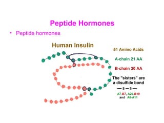 Peptide Hormones
• Peptide hormones
 