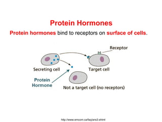 Protein Hormones
Protein hormones bind to receptors on surface of cells.




                    http://www.emcom.ca/faq/ans3.shtml
 
