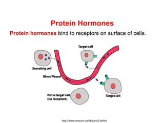 Protein Hormones
Protein hormones bind to receptors on surface of cells.




                     http://www.emcom.ca/faq/ans3.shtml
 