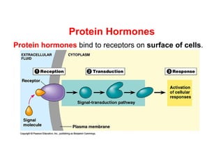 Protein Hormones
Protein hormones bind to receptors on surface of cells.
 