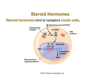 Steroid Hormones
Steroid hormones bind to receptors inside cells.
 