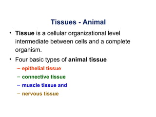 Tissues - Animal
• Tissue is a cellular organizational level
  intermediate between cells and a complete
  organism.
• Four basic types of animal tissue
  – epithelial tissue
  – connective tissue
  – muscle tissue and
  – nervous tissue
 