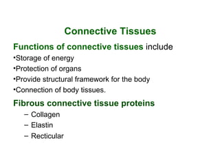 Connective Tissues
Functions of connective tissues include
•Storage of energy
•Protection of organs
•Provide structural framework for the body
•Connection of body tissues.
Fibrous connective tissue proteins
   – Collagen
   – Elastin
   – Recticular
 
