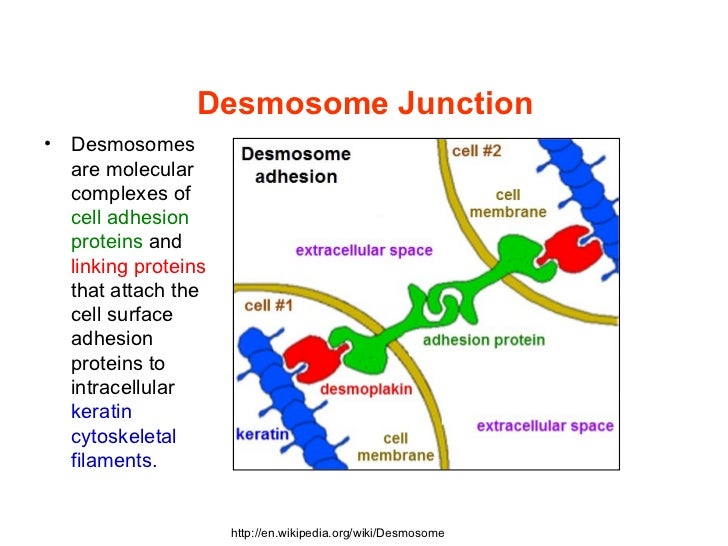 forces 5 diagram Biology 5 1 Molecular