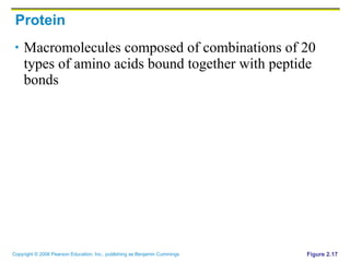 Protein Macromolecules composed of combinations of 20 types of amino acids bound together with peptide bonds Figure 2.17 