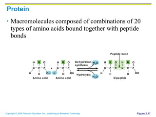 Protein Macromolecules composed of combinations of 20 types of amino acids bound together with peptide bonds Figure 2.17 Amino acid Amino acid Dehydration synthesis Hydrolysis Dipeptide Peptide bond + N H H C R H O N H H C R C C H O H 2 O H 2 O N H H C R C H O N H C R C H O OH OH OH 
