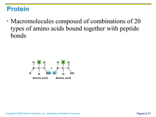 Protein Macromolecules composed of combinations of 20 types of amino acids bound together with peptide bonds Figure 2.17 Amino acid Amino acid + N H H C R H O N H H C R C C H O OH OH 