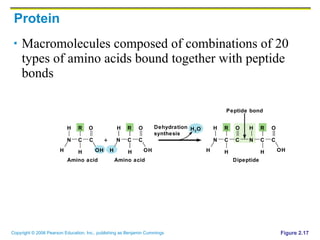 Protein Macromolecules composed of combinations of 20 types of amino acids bound together with peptide bonds Figure 2.17 Amino acid Amino acid Dehydration synthesis Dipeptide Peptide bond + N H H C R H O N H H C R C C H O H 2 O N H H C R C H O N H C R C H O OH OH OH 