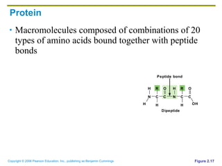 Protein Macromolecules composed of combinations of 20 types of amino acids bound together with peptide bonds Figure 2.17 Dipeptide Peptide bond N H H C R C H O N H C R C H O OH 
