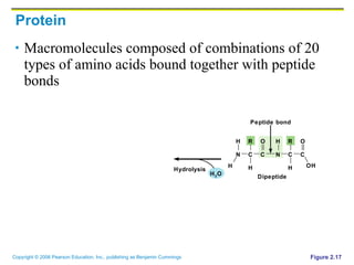 Protein Macromolecules composed of combinations of 20 types of amino acids bound together with peptide bonds Figure 2.17 Hydrolysis Dipeptide Peptide bond H 2 O N H H C R C H O N H C R C H O OH 